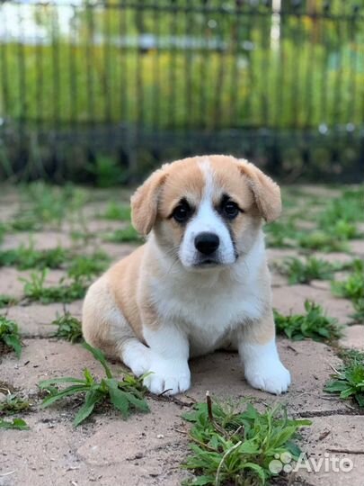 Щенки корги пемброк