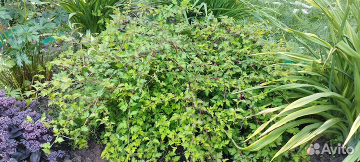 Стефанандра надрезолистная, кустарник