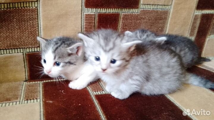 Котята в добрые руки