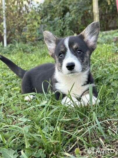 Сладкая булочка