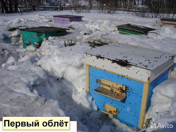 Мёд цветочный, прополис, доставка по РФ