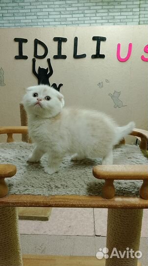 Вислоухий шотландец