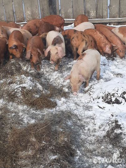 Поросята порода : ландрас с дюрком 1;1.5;2;3;4 мес