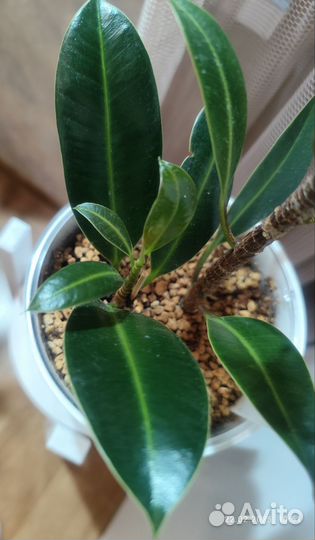 Фикус найроби