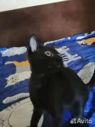 Котенок мальчик