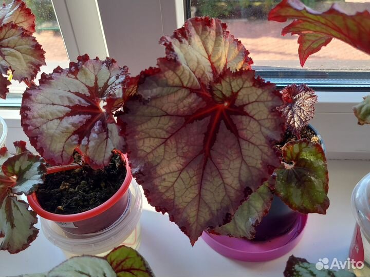 Кливия и Бегонии