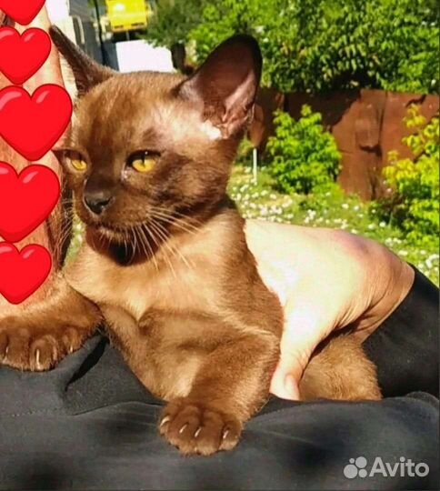 Бурманский котик