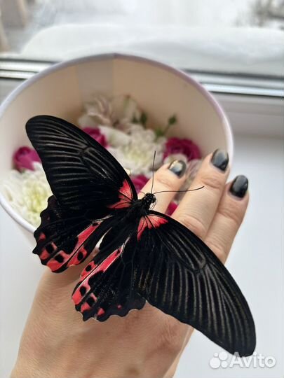 Живые бабочки подарок