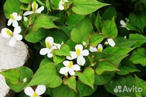 Хауттюйния