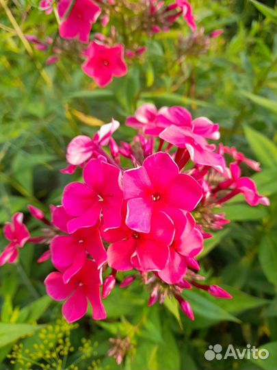 Флоксы многолетние