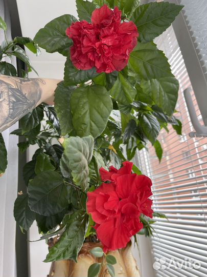 Гибискус Суданская роза