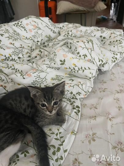 Кошка в дар
