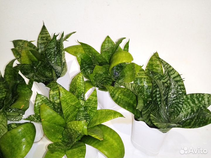 Сансевиерия