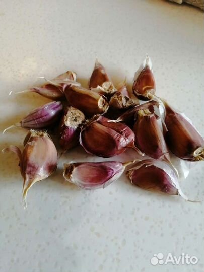 Озимый чеснок