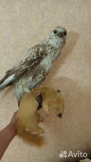 Чучело ястреба и норки