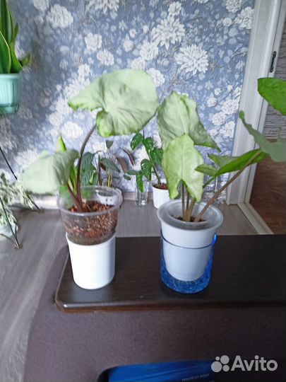 Домашние цветы