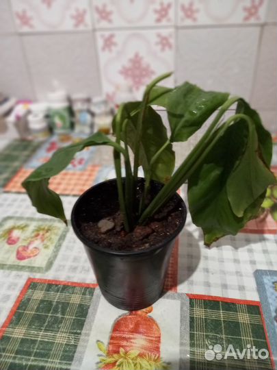 Растения домашние