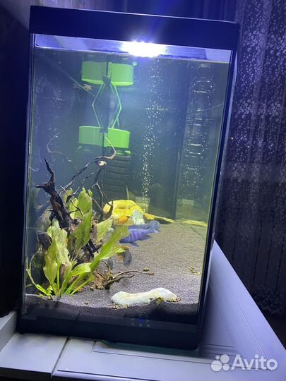 Аквариум панорамный