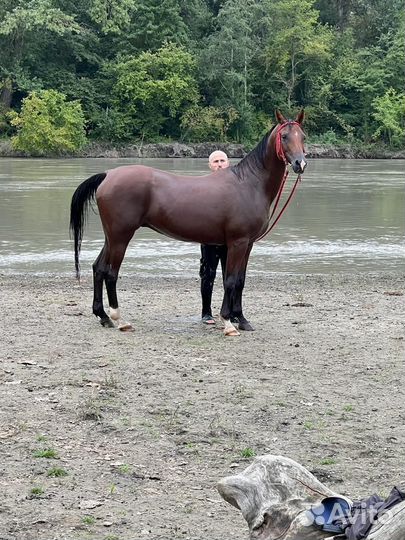 Арабские лошади