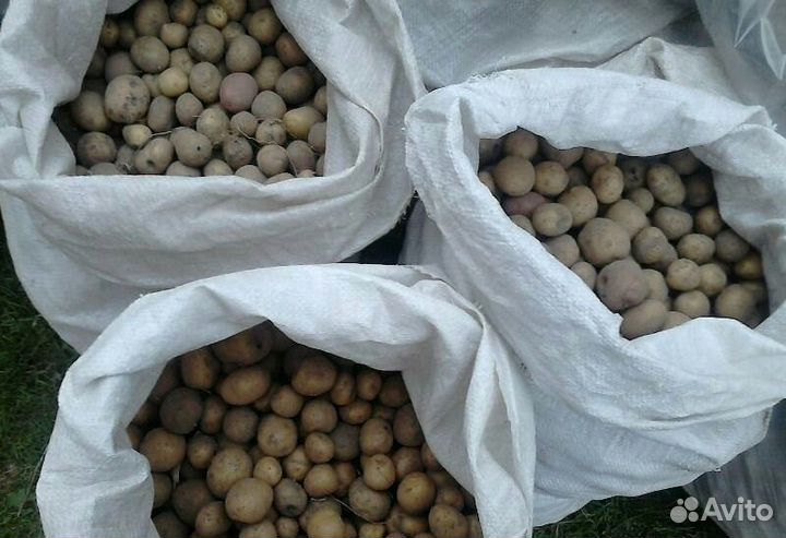 Продажа картофеля оптом