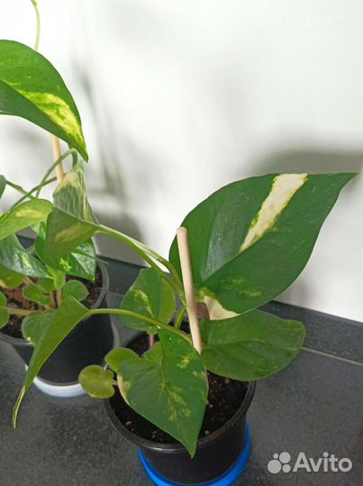 Эпипремнум золотистый