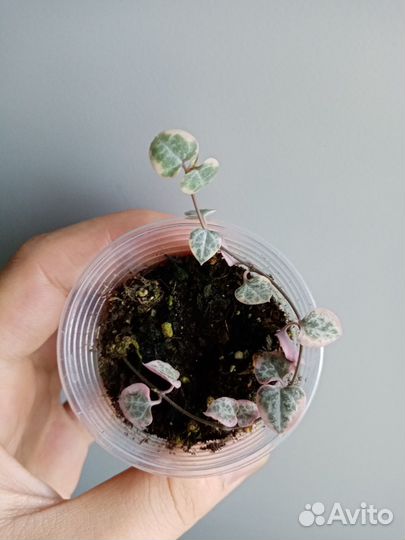 Комнатные растения