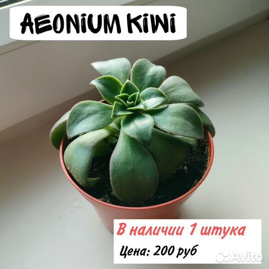 Суккуленты