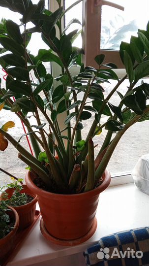 Замиокулькас