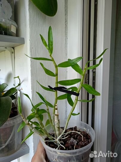 Орхидея дендробиум rainbow dance