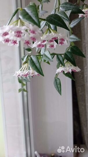 Хойя цветущая