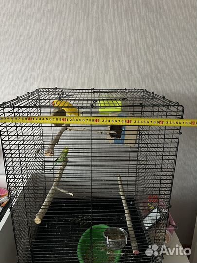 Попугаи вместе с клеткой