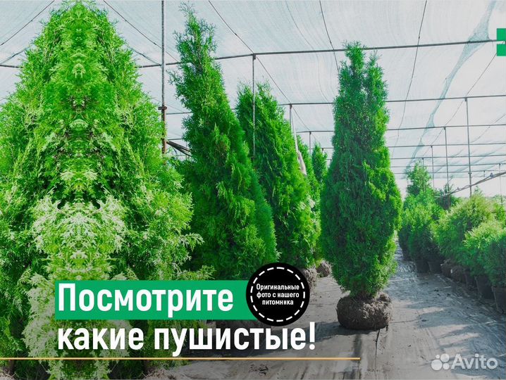 Туи оптом свежая копка 2024