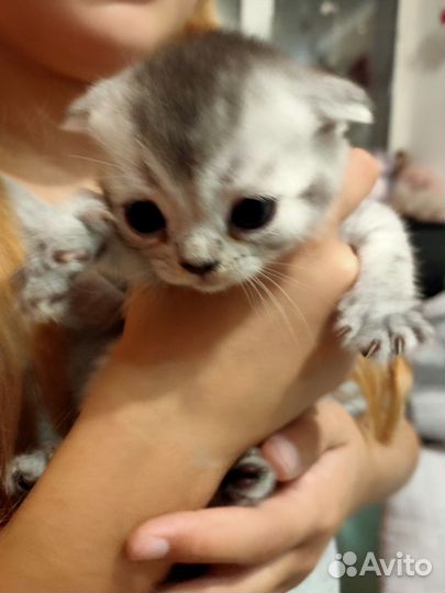 Шотландская вислоухая шиншилла