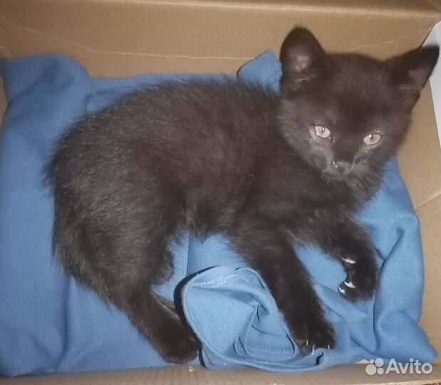Кошка, котёнок