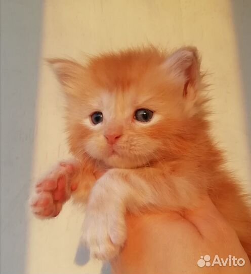 Мейн-куны от крупной пары