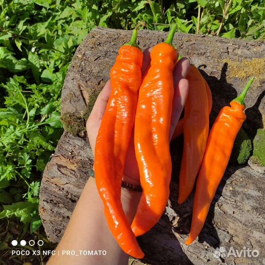 Семена сладкого перца