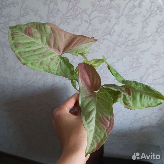 Сингониум конфетти милк