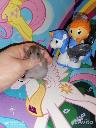 Дамбо крысята от элитных родителей