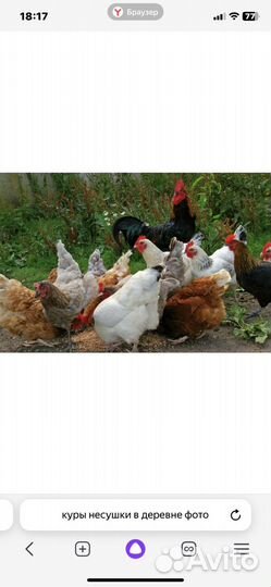 Куры несушки продам