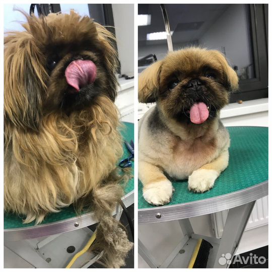 Груминг собак и кошек