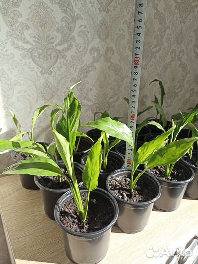 Спатифиллум шопен