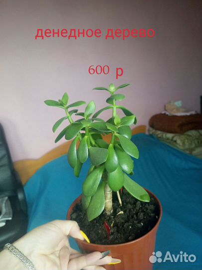 Комнатные цветы шефлера