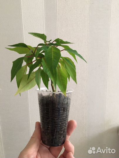 Пуансеттия