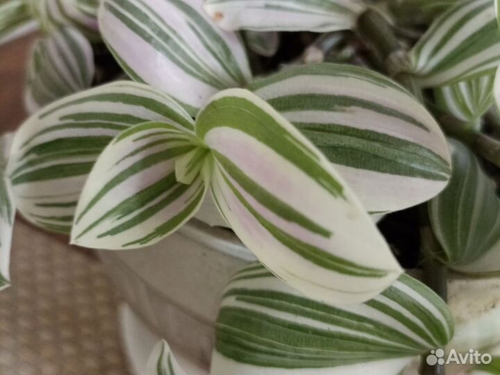 Комнатные цветы