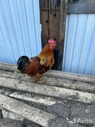 Молодые петухи