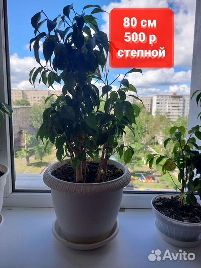 Комнатные растения