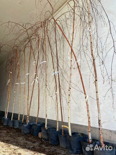 Береза Юнги на штамбе (180-200см)