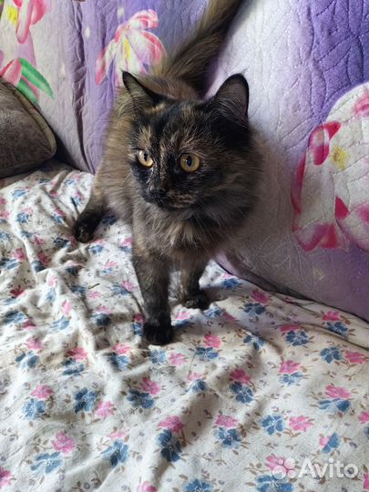 Кошка