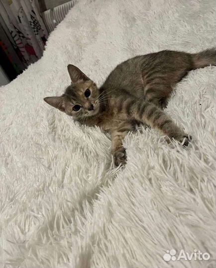 Кошка в дар бесплатно