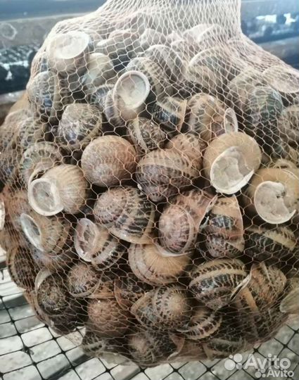 Фермерская улитка Максима и Мюллер